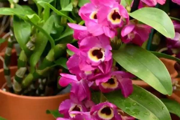 喜荫花的养殖方法，生长期间要放在通风、有散光的地方