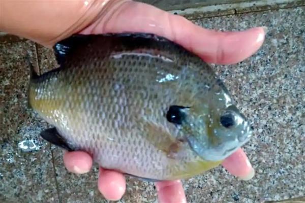 太阳鱼有毒吗，属于无毒的淡水鱼