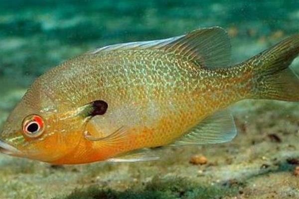 太阳鱼有毒吗，属于无毒的淡水鱼