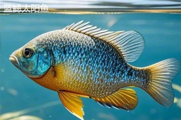 太阳鱼有毒吗，属于无毒的淡水鱼