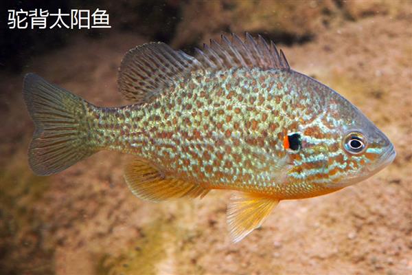 太阳鱼有毒吗，属于无毒的淡水鱼