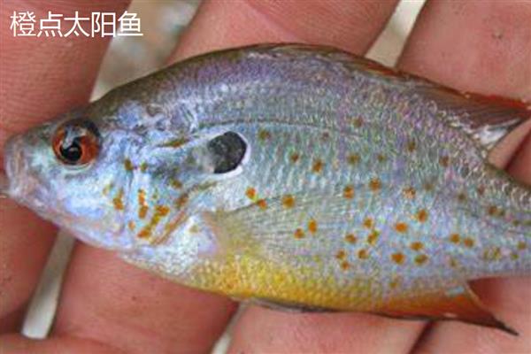 太阳鱼有毒吗，属于无毒的淡水鱼