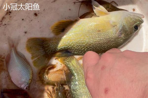 太阳鱼有毒吗，属于无毒的淡水鱼