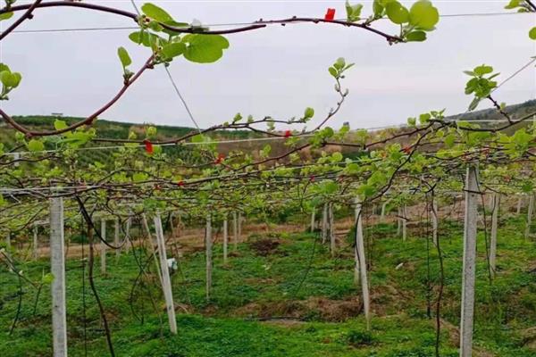 猕猴桃怎么施肥，出芽期主施氮肥和钾肥