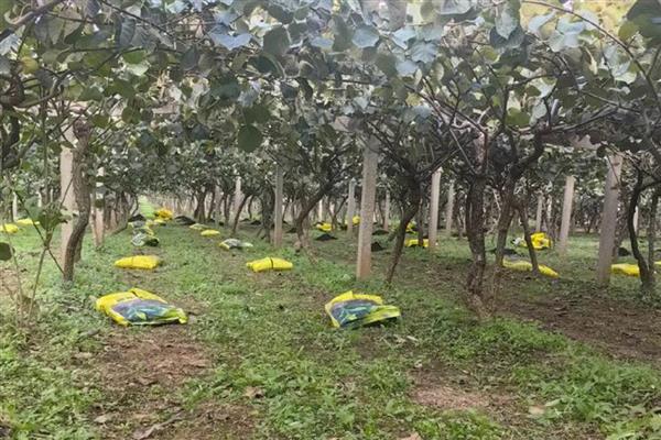 猕猴桃怎么施肥，出芽期主施氮肥和钾肥