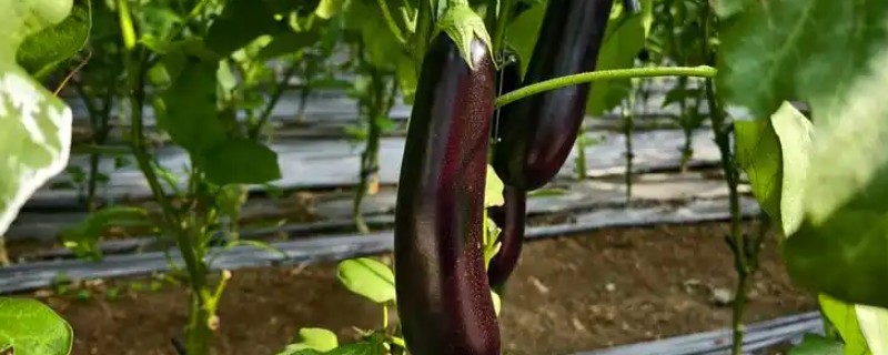 茄子根腐病是如何发病的，是腐皮镰孢的真菌侵染到根部