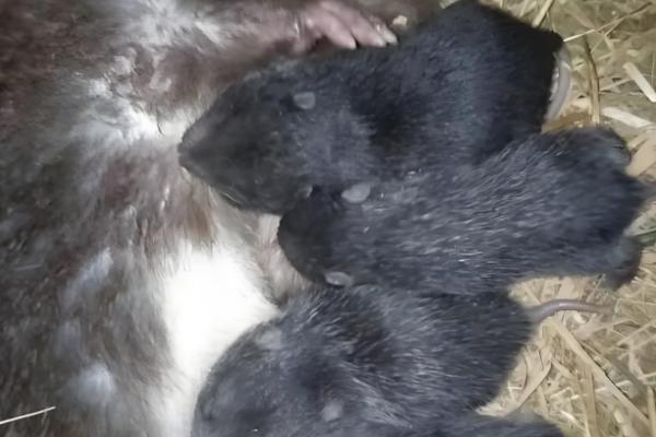 竹鼠分窝养殖的优点，能避免母鼠伤害子鼠