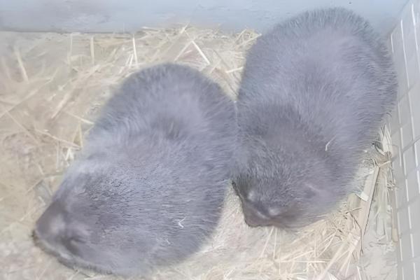 竹鼠分窝养殖的优点，能避免母鼠伤害子鼠