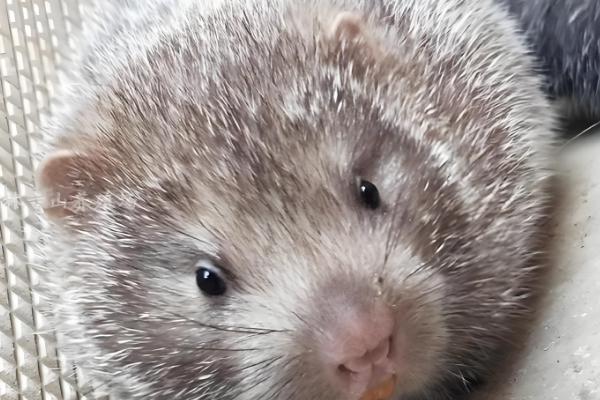 竹鼠分窝养殖的优点，能避免母鼠伤害子鼠