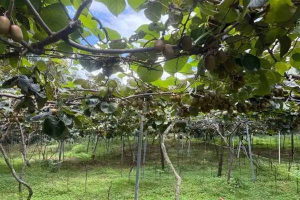 猕猴桃怎么施肥，出芽期主施氮肥和钾肥