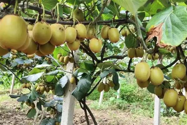 猕猴桃怎么施肥，出芽期主施氮肥和钾肥