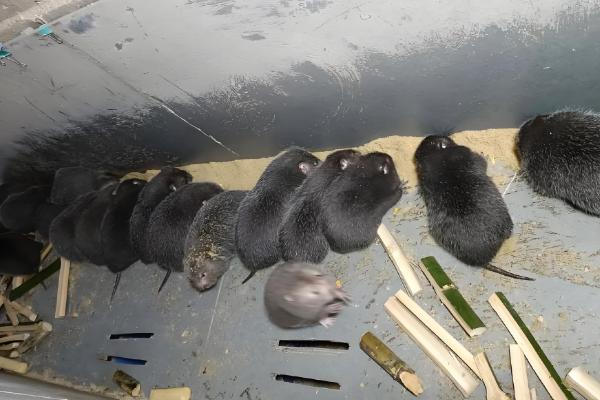 竹鼠分窝养殖的优点，能避免母鼠伤害子鼠