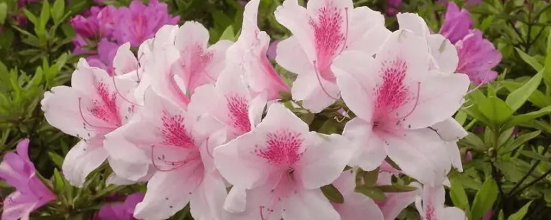 杜鹃花的施肥方法，秋季追施磷钾肥可促进花芽生长