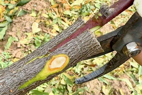 核桃树怎么嫁接,以劈接、方块嫁接为主