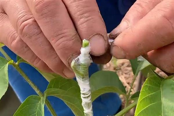 核桃树怎么嫁接,以劈接、方块嫁接为主