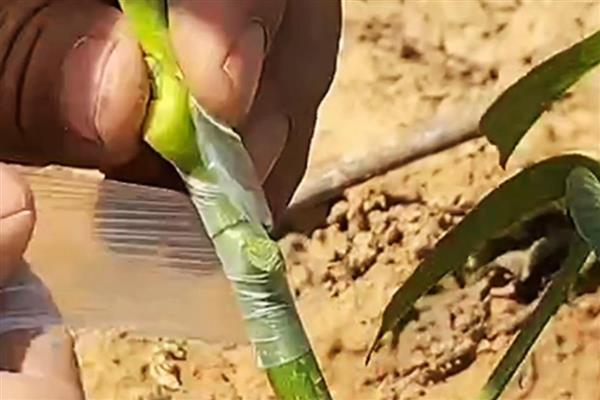 核桃树怎么嫁接,以劈接、方块嫁接为主