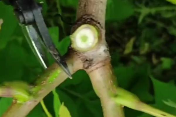 核桃树怎么嫁接,以劈接、方块嫁接为主