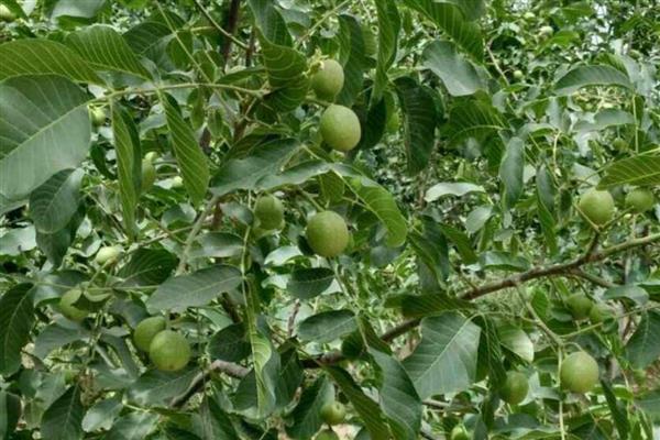 核桃树怎么嫁接,以劈接、方块嫁接为主