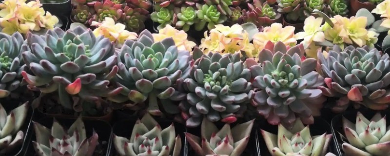 多肉植物掉肉瓣的原因，可能是光照不足或水量过大所致