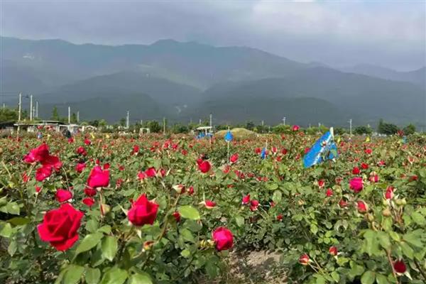 黄玫瑰和红玫瑰一起的寓意，代表希望你永远快乐