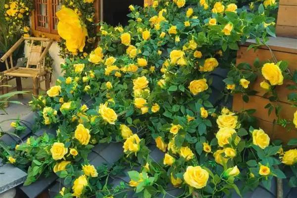 黄玫瑰和红玫瑰一起的寓意，代表希望你永远快乐