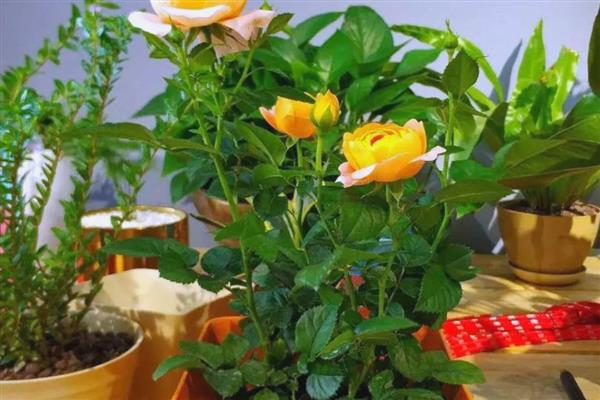 黄玫瑰和红玫瑰一起的寓意，代表希望你永远快乐