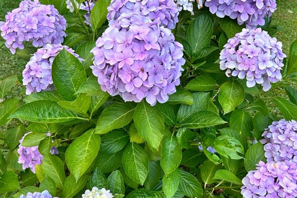 黄玫瑰和红玫瑰一起的寓意，代表希望你永远快乐