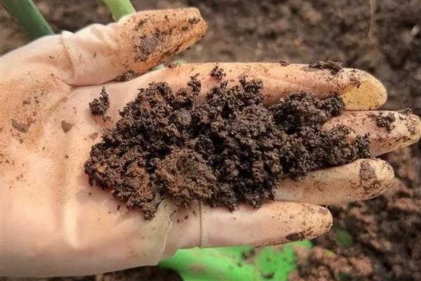 九里香盆景如何养殖，适宜生长在18-28度