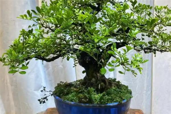 九里香盆景如何养殖，适宜生长在18-28度