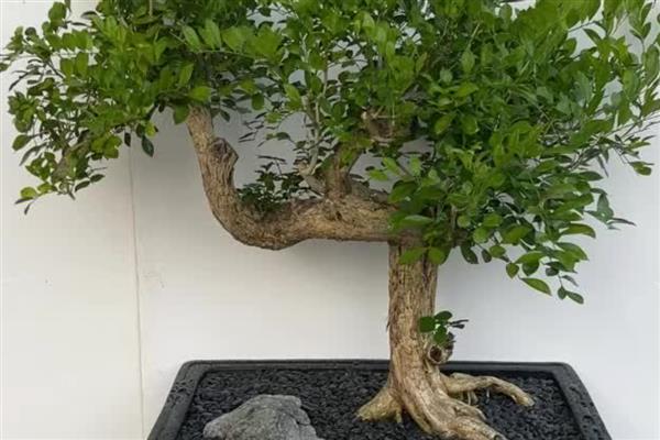 九里香盆景如何养殖，适宜生长在18-28度