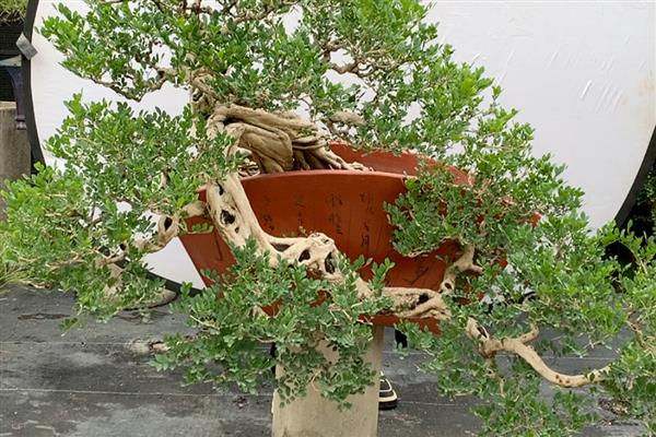 九里香盆景如何养殖，适宜生长在18-28度