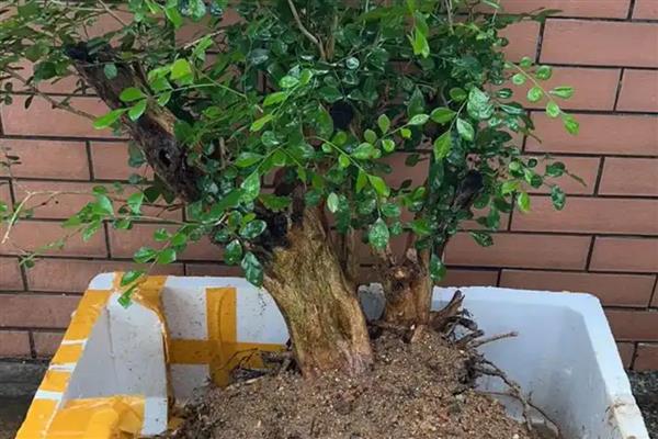 九里香盆景如何养殖，适宜生长在18-28度