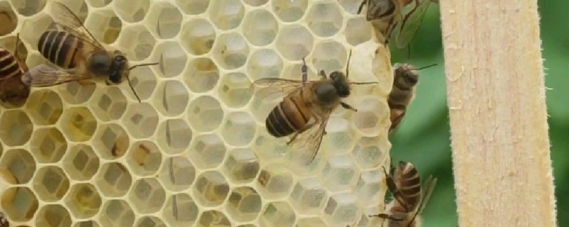 急造王台有几个，少则可能十几个