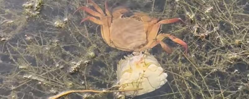 螃蟹换壳前的征兆，外壳颜色会变黄、发亮等