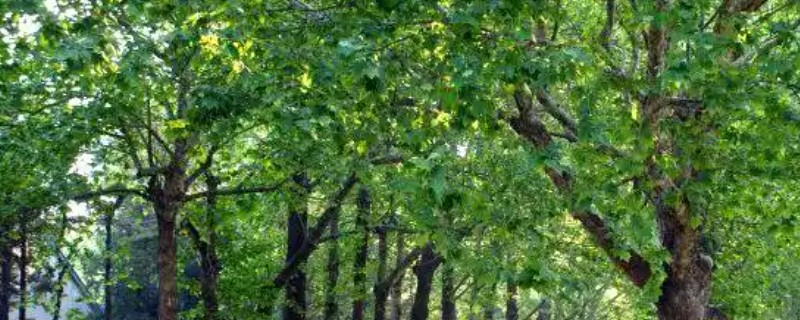 梧桐树如何修剪，冬季对树体进行一次大的截干