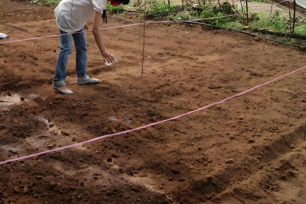 如何种植羊角蜜甜瓜,按照4厘米的株距播种