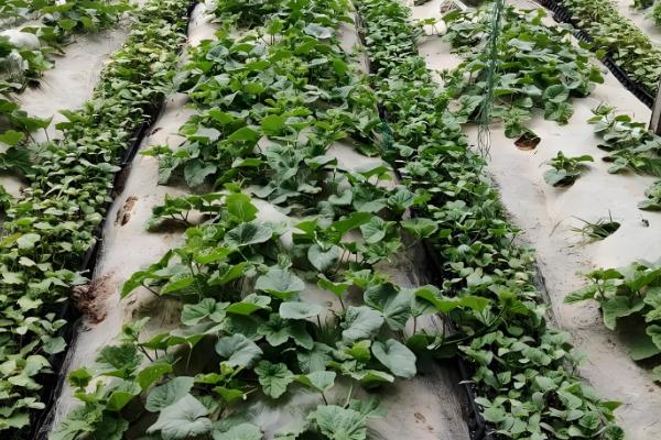 如何种植羊角蜜甜瓜,按照4厘米的株距播种