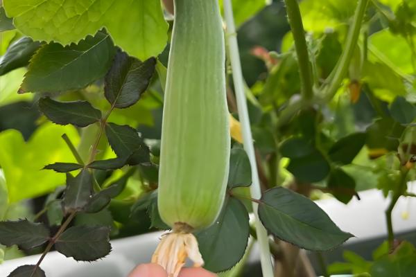 如何种植羊角蜜甜瓜,按照4厘米的株距播种