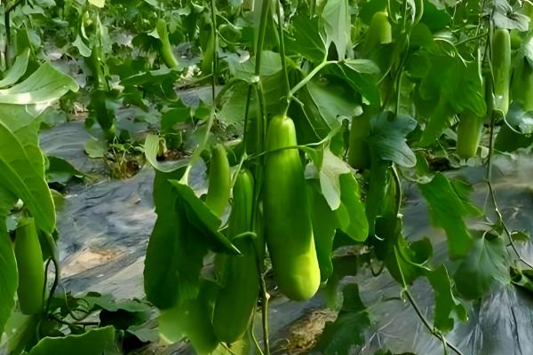 如何种植羊角蜜甜瓜,按照4厘米的株距播种