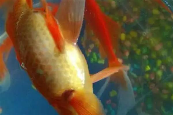 鱼肚子鼓起来侧翻的原因,一般是水质差、温度低、细菌感染引起