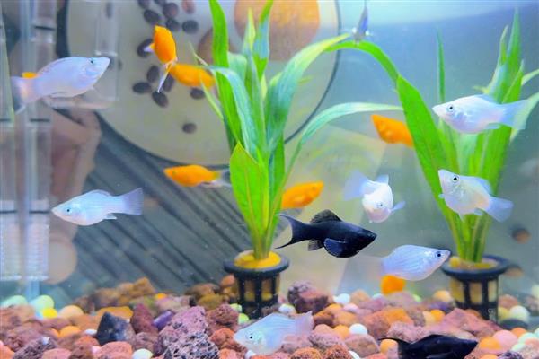 鱼肚子鼓起来侧翻的原因,一般是水质差、温度低、细菌感染引起