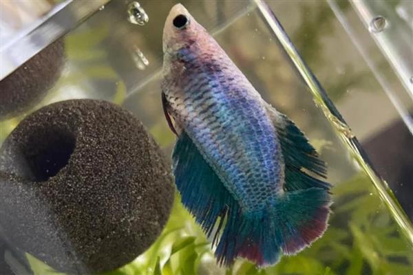 鱼肚子鼓起来侧翻的原因,一般是水质差、温度低、细菌感染引起