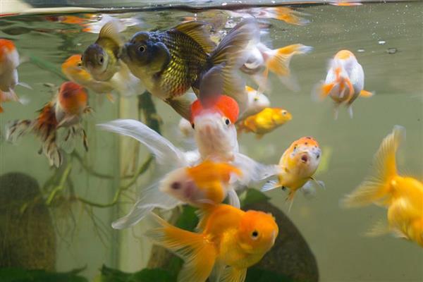 鱼肚子鼓起来侧翻的原因,一般是水质差、温度低、细菌感染引起