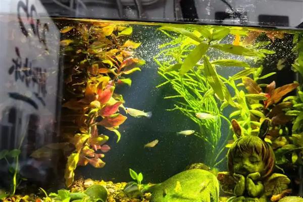 鱼肚子鼓起来侧翻的原因,一般是水质差、温度低、细菌感染引起