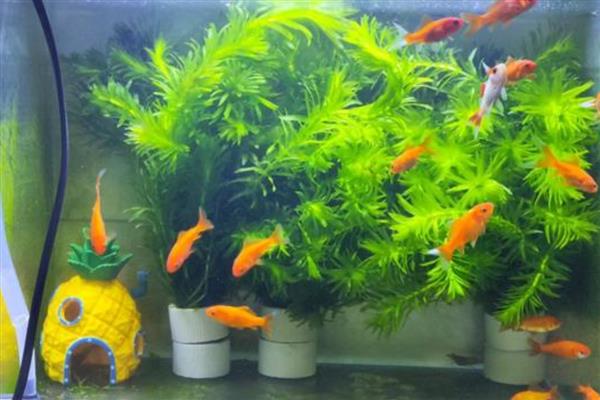 鱼肚子鼓起来侧翻的原因,一般是水质差、温度低、细菌感染引起