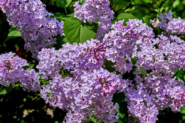 丁香简介,因花筒细长如钉且香而得名