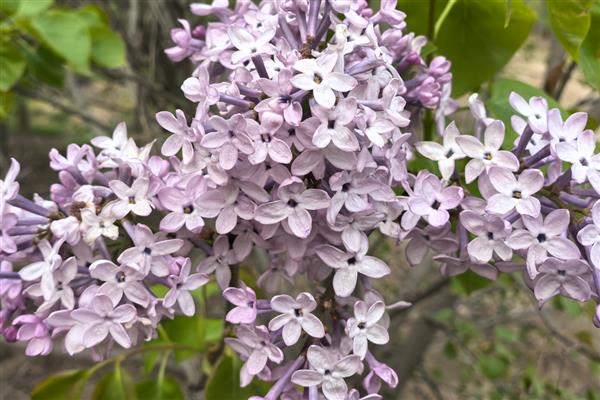 丁香简介,因花筒细长如钉且香而得名