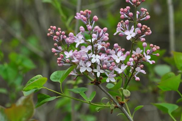 丁香简介,因花筒细长如钉且香而得名