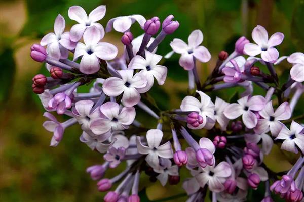 丁香简介,因花筒细长如钉且香而得名