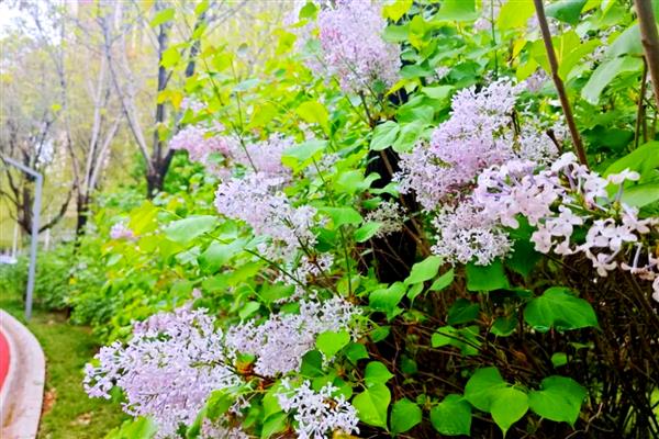 丁香简介,因花筒细长如钉且香而得名
